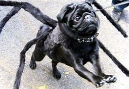 Image result for Pugs Doing Funny Things