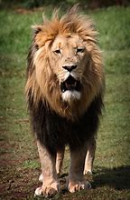 Image result for Alpha Lion Griffey