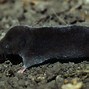 Image result for Shrew Animal