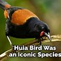 Image result for Huia Tattoo