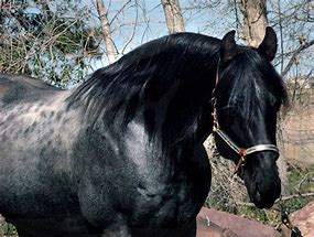 Image result for Roan Stallion