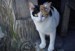 Image result for Catel Canis