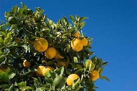 Image result for Lemon-Orange Hybrid