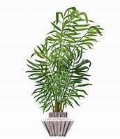 Image result for Palm Tree Plant