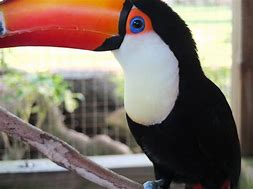 Image result for Toucan Hybrid