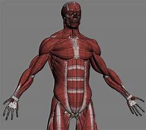 Image result for Muscle Skeleton Model