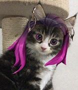 Image result for Reyna Cat Meme