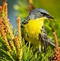 Image result for Birds That Start with K