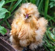 Image result for Fancy Chicken Breeds