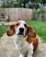 Image result for Corgi Basset Hound Mix