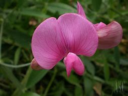 Image result for Pink Sweet Pea Flower