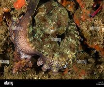 Image result for Octopus Bimaculoides