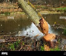 Image result for Biber Baum Fällen