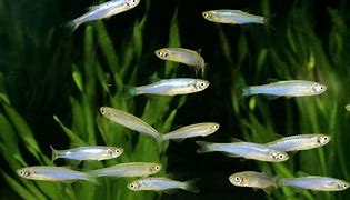 Image result for Fish Ulcer Danio