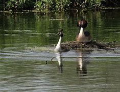 Image result for Grebe Florida