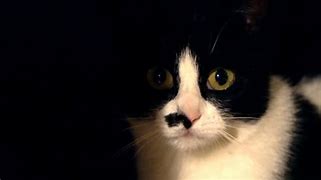 Image result for Cat Eyes at Night