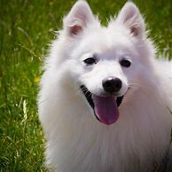 Image result for White Puffy Doggo