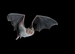 Image result for Vampire Bat