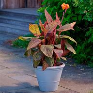 Image result for Fire Cannas