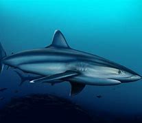 Image result for Black Shark Deep Water