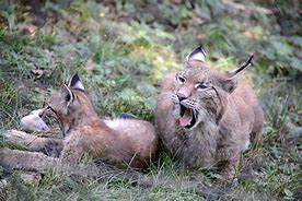 Image result for Lynx Rufus