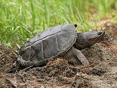 Image result for Common Snapping Turtle Growth Chart