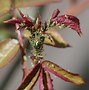 Image result for Rose Tree Diseases