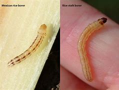 Image result for Rice Stalk Borer Moth