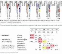 Image result for L5 Nerve Function