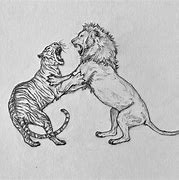 Image result for Tiger Fighting Lion