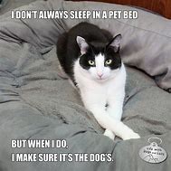 Image result for Funny Meme Dog Bed