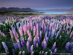 Image result for New Zealand Summer Flowers