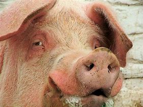 Image result for Smiling Pig Face