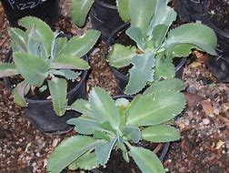 Image result for Kalanchoe