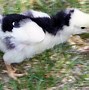 Image result for Java Chicken Breeders