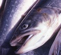 Image result for Inuit Fish