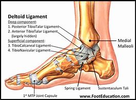 Image result for Left Foot Tendons and Ligaments