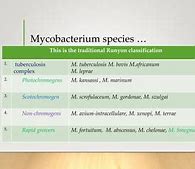 Image result for Mycobacterium Species