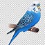 Image result for Budgie Playground