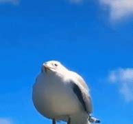 Image result for Bird Scream Meme