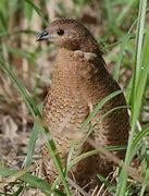 Image result for Brown Quail