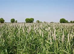 Image result for Millet Field Art India