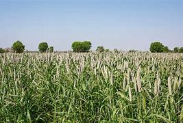 Image result for Millet Field