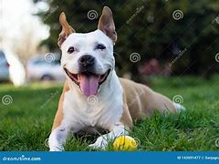 Image result for Big Smiling Dog