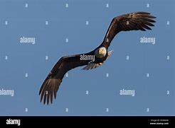 Image result for Bald Eagle Bird Flying