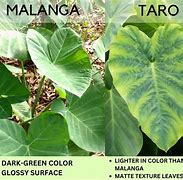 Image result for Malanga vs Taro