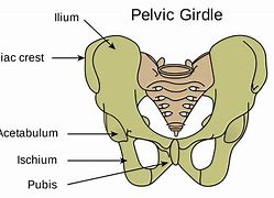 Image result for Skeletal System Pelvic Girdle