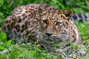 Image result for Leopard Walk