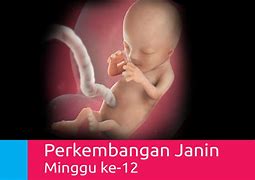 Image result for Janin 12 Minggu