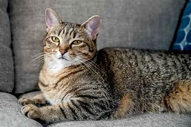 Image result for What Do Tabby Cats Look Like